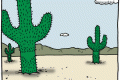 cacti